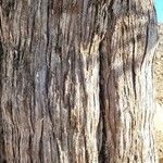 Juniperus foetidissima چھال
