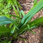 Hemerocallis lilioasphodelusLeaf