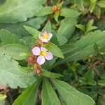 Antherotoma naudinii Flower