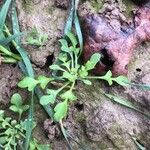 Papaver setiferum Blatt