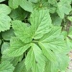 Peucedanum ostruthium Leaf