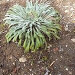 Saxifraga longifolia Кора