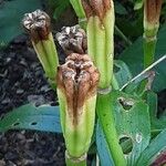 Lilium lancifolium Vrucht