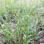 Panicum anceps