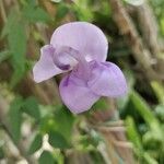 Sigmoidotropis speciosa Flower