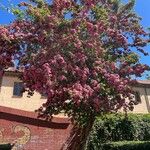 Crataegus laevigataFlower