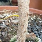 Phyllanthus angustifolius Kaarna