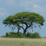 Vachellia tortilis Hoja