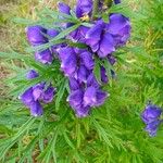 Aconitum napellusVirág