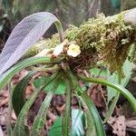 Paradrymonia ciliosa Flor