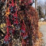 Parthenocissus quinquefoliaFlors