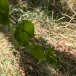 Vincetoxicum nigrum Leaf