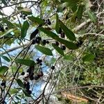 Smilax laurifolia Fruit