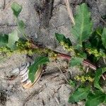Oxybasis glauca অভ্যাস