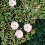 Convolvulus arvensisᱵᱟᱦᱟ