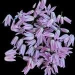 Allium schoenoprasum Blüte
