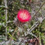 Cirsium occidentale Cvet