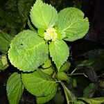 Hydrangea macrophylla Φύλλο