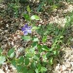 Vinca difformisᱵᱟᱦᱟ