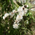 Eirmocephala brachiata Fruit