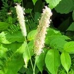 Phleum pratense 花