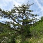 Pinus nigra Elinympäristö