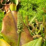 Nepenthes truncata موطن