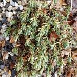 Dianthus gratianopolitanus Habitus