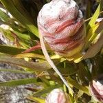 Leucadendron salignumBloem