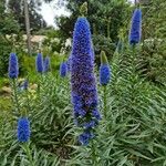 Echium candicansFlor