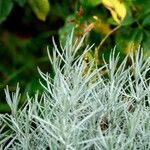 Helichrysum italicum Blatt