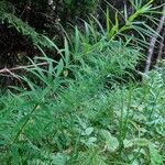 Polygonatum verticillatum 形態