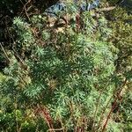 Euphorbia dendroides Leaf