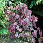 Begonia brevirimosa Habit