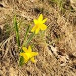 Narcissus minor Flor