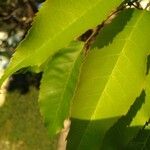 Handroanthus heptaphyllus Folha