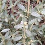 Helianthemum squamatum Hoja