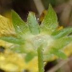 Potentilla aurea പുറംതൊലി