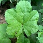 Malva sylvestrisBlad