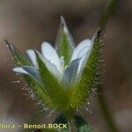 Cerastium diffusum 花