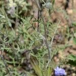 Chaenactis glabriuscula Hábito
