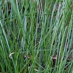 Festuca heterophylla Blatt