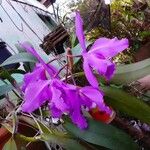 Cattleya labiata 花