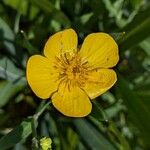 Ranunculus lingua Flower