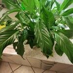 Spathiphyllum floribundum Folha