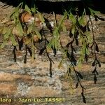 Asplenium x alternifolium 葉