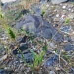 Setaria viridis Habit