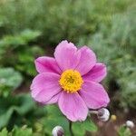 Anemone hupehensis Blüte