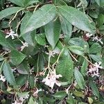 Trachelospermum jasminoidesLeaf