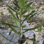 Grindelia lanceolata Συνήθη χαρακτηριστικά